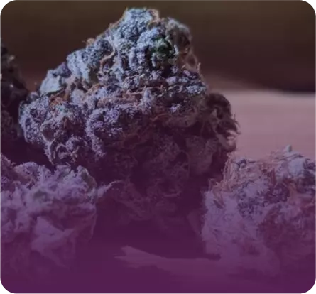 hybrid cannabis strain