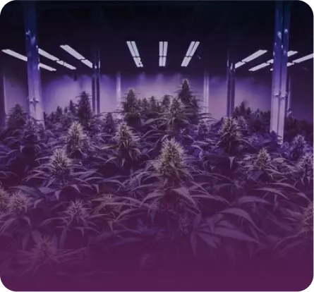 Marijuana Plants in Joyleaf Cannabis
